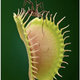 Illustration for article titled The Unfurled Petals That Lure With Sweet Poison